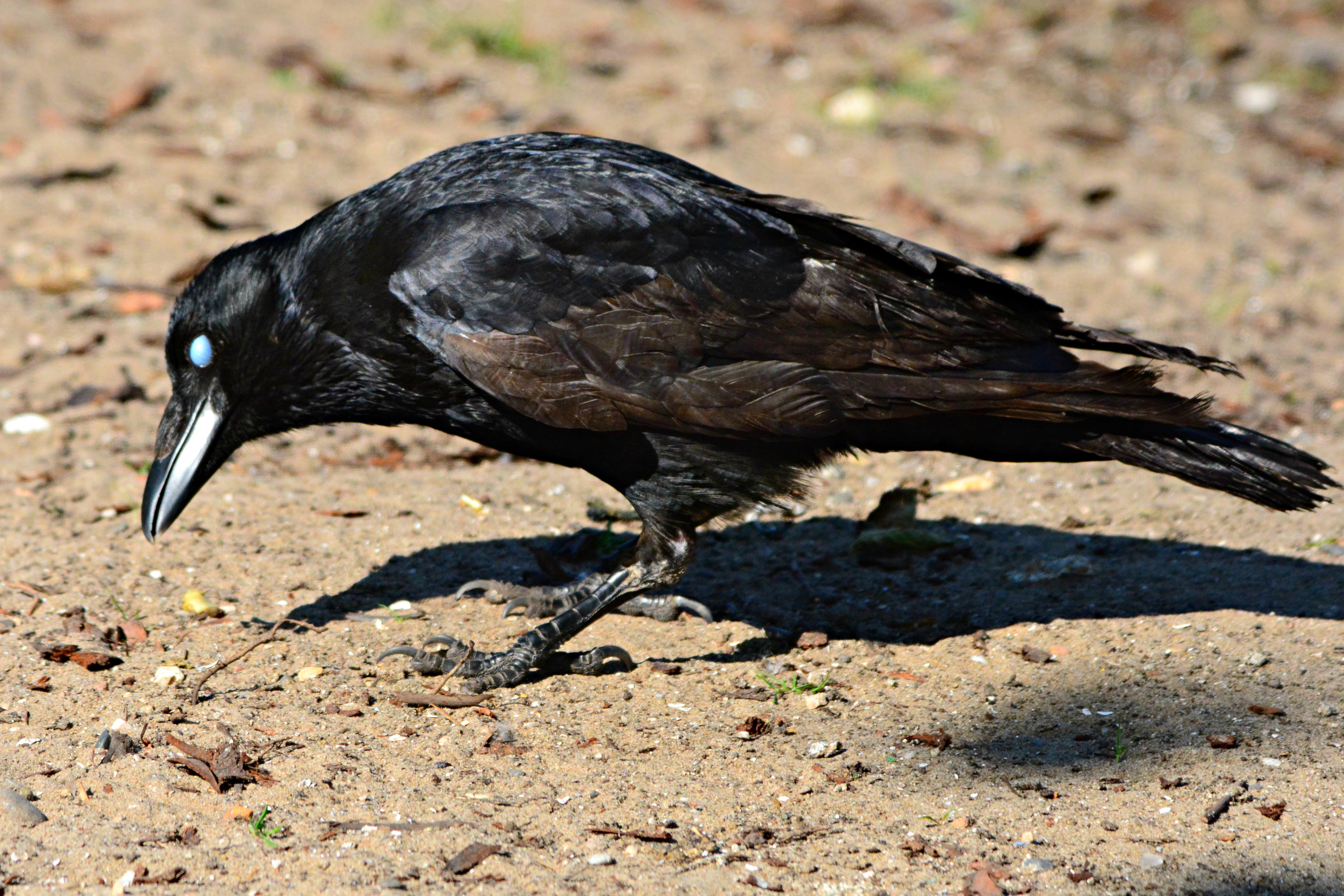 A .jpg Image of a Crow